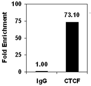 ChIPAb+ CTCF - ChIP Validated Antibody and Primer Set clone 1.2.1.5.4, from mouse