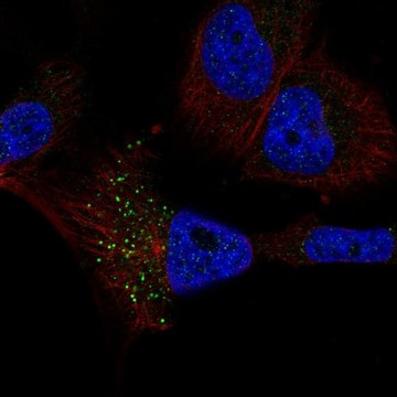 Anti-RFT1 antibody produced in rabbit Prestige Antibodies&#174; Powered by Atlas Antibodies, affinity isolated antibody