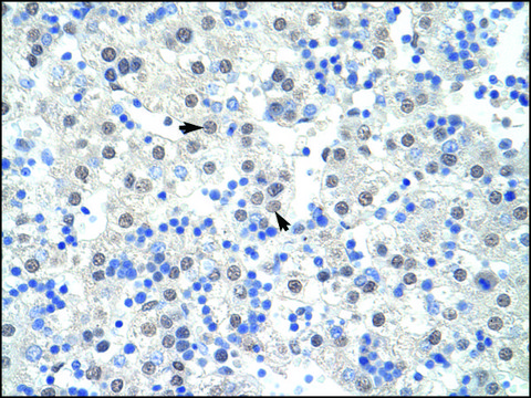 Anti-SF3B1 (AB1) antibody produced in rabbit IgG fraction of antiserum