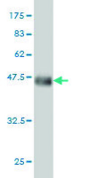 Monoclonal Anti-SART2 antibody produced in mouse clone 6D4, purified immunoglobulin, buffered aqueous solution