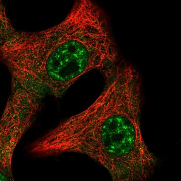 Anti-IL15 antibody produced in rabbit Prestige Antibodies&#174; Powered by Atlas Antibodies, affinity isolated antibody