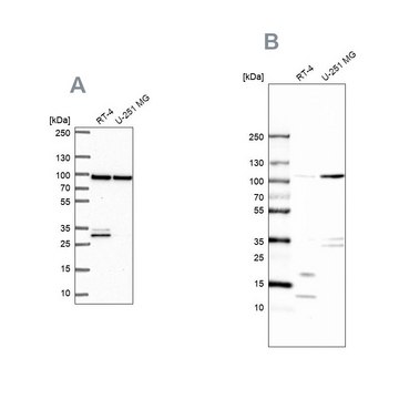 Anti-WDR48 antibody produced in rabbit Prestige Antibodies&#174; Powered by Atlas Antibodies, affinity isolated antibody, buffered aqueous glycerol solution