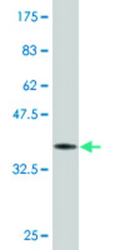 Monoclonal Anti-TBX21 antibody produced in mouse clone 1F4, purified immunoglobulin, buffered aqueous solution