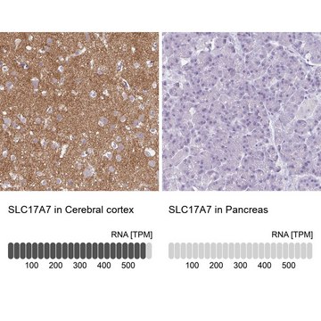 Anti-SLC17A7 antibody produced in rabbit Prestige Antibodies&#174; Powered by Atlas Antibodies, affinity isolated antibody, buffered aqueous glycerol solution