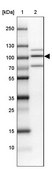 Anti-TGS1 antibody produced in rabbit Prestige Antibodies® Powered by Atlas Antibodies, affinity isolated antibody, buffered aqueous glycerol solution