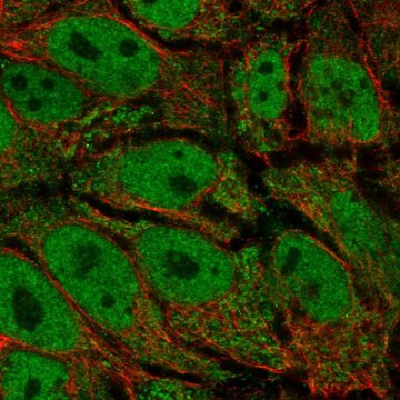 Anti-AKR1E2 antibody produced in rabbit Prestige Antibodies&#174; Powered by Atlas Antibodies, affinity isolated antibody