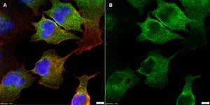 Anti-CD41/ITGA2B Antibody, clone 1F9 ZooMAb® Rabbit Monoclonal recombinant, expressed in HEK 293 cells