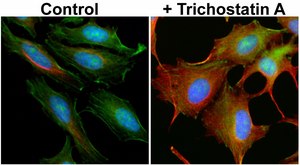 Anti-Acetyl-alpha-Tubulin (Lys40) antibody, Rabbit monoclonal recombinant, expressed in HEK 293 cells, clone RM318, purified immunoglobulin