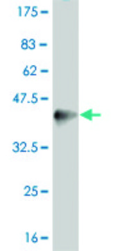 Monoclonal Anti-PPARD antibody produced in mouse clone 1G4, purified immunoglobulin, buffered aqueous solution