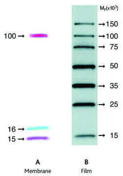 ECL&#8482; DualVue Western Markers Cytiva RPN810, sufficient for 25&#160;blots