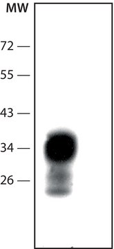 抗-Prion蛋白小鼠单克隆抗体 clone 8H4, purified from hybridoma cell culture