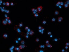 Duolink® In Situ Red Starter Kit Goat/Rabbit