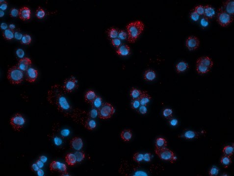 Duolink&#174; In Situ Detection Reagents Red