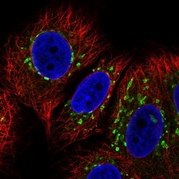 Anti-COG7 antibody produced in rabbit Prestige Antibodies&#174; Powered by Atlas Antibodies, affinity isolated antibody