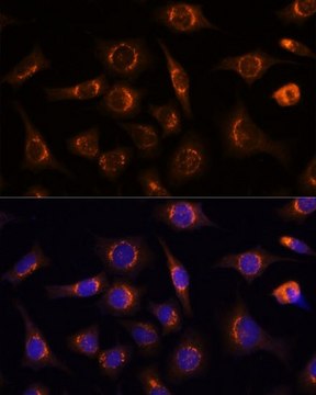 Anti- NUCB1 antibody produced in rabbit