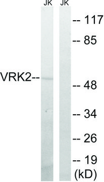 Anti-VRK2 antibody produced in rabbit affinity isolated antibody