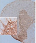 Anti-Synuclein β Antibody serum, Chemicon®