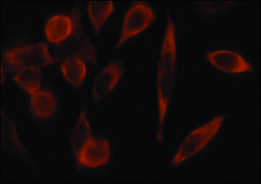 Anti-G3BP antibody produced in rabbit ~1.0&#160;mg/mL, affinity isolated antibody, buffered aqueous solution