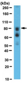 Anti-WAC Antibody, NT from rabbit, purified by affinity chromatography