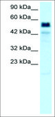 Anti-TBX21 antibody produced in rabbit affinity isolated antibody