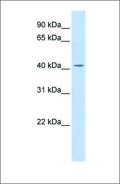 Anti-DHDDS antibody produced in rabbit affinity isolated antibody