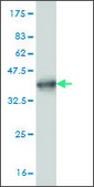 Monoclonal Anti-NFE2L2 antibody produced in mouse clone 1F3, purified immunoglobulin, buffered aqueous solution