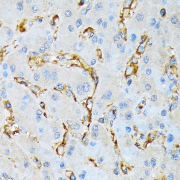 Anti-IQGAP1 antibody produced in rabbit