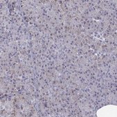 Anti-EN1 antibody produced in rabbit Prestige Antibodies® Powered by Atlas Antibodies, affinity isolated antibody