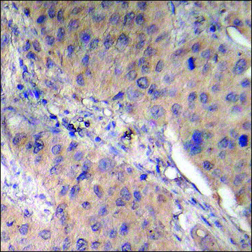 Anti-phospho-AMPK &#946;1 (pSer181) antibody produced in rabbit affinity isolated antibody