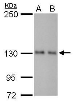 Monoclonal Anti-ARHGEF18 antibody produced in mouse clone GT1972, affinity isolated antibody