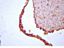 Anti-Nogo Receptor Antibody from rabbit