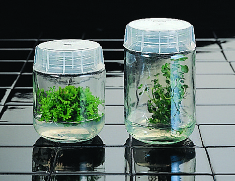 Vessel for plant tissue culture capacity 100&#160;mL