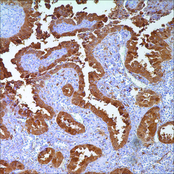 Galectin-3 (9C4) Mouse Monoclonal Antibody