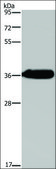 Anti-HSD17B13 antibody produced in rabbit affinity isolated antibody