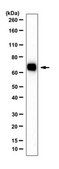 Anti-Nur77 Antibody from rabbit, purified by affinity chromatography