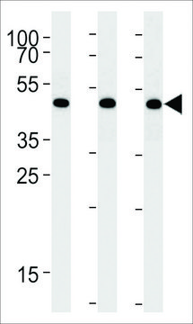 ANTI-BAT1(C-TERMINAL) antibody produced in rabbit affinity isolated antibody, buffered aqueous solution