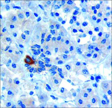 Anti-PAR6 &#945;/PARD6A antibody produced in goat affinity isolated antibody, buffered aqueous solution