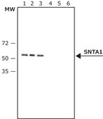 Anti-α1-Syntrophin (RA-16) antibody produced in rabbit buffered aqueous solution, IgG fraction of antiserum