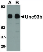 Anti-Unc93b antibody produced in rabbit affinity isolated antibody, buffered aqueous solution
