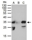 Monoclonal Anti-GFP antibody produced in mouse clone GT7312, affinity isolated antibody