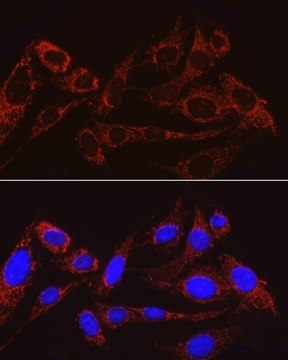 Anti-MRPS15 Antibody, clone 8Q8T5, Rabbit Monoclonal