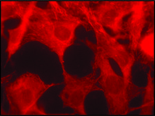 Anti-EB1 antibody produced in rabbit ~1.5 mg/mL, affinity isolated antibody, buffered aqueous solution