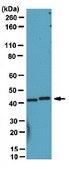 Anti-Endophilin-A1 Antibody from rabbit, purified by affinity chromatography