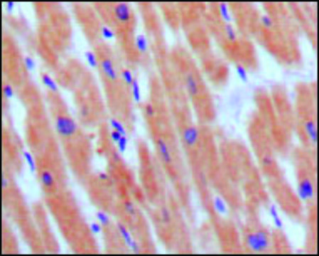 Monoclonal Anti-NPPB antibody produced in mouse clone 3A6F7C7, ascites fluid