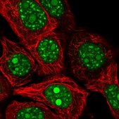 Anti-REXO4 antibody produced in rabbit Prestige Antibodies® Powered by Atlas Antibodies, affinity isolated antibody, buffered aqueous glycerol solution