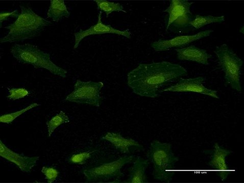 Monoclonal Anti-GFRA1 antibody produced in mouse clone 4D8, purified immunoglobulin, buffered aqueous solution