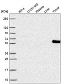 Anti-NOC4L antibody produced in rabbit Prestige Antibodies® Powered by Atlas Antibodies, affinity isolated antibody