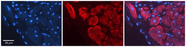 Anti-WNT5A affinity isolated antibody