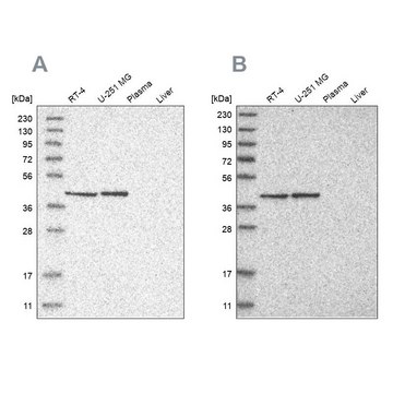 Anti-ERAL1 antibody produced in rabbit Prestige Antibodies&#174; Powered by Atlas Antibodies, affinity isolated antibody, buffered aqueous glycerol solution, Ab1