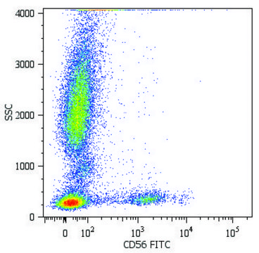 Monoclonal Anti-CD56-FITC antibody produced in mouse clone MEM-188, purified immunoglobulin, buffered aqueous solution